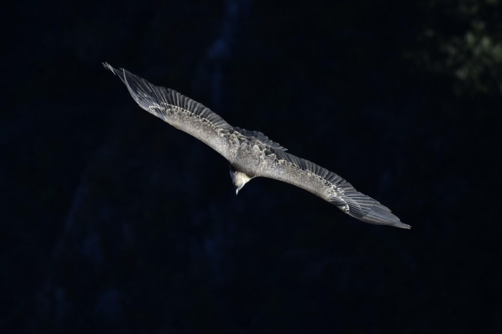 Virgin Atlantic Boosts London-Bengaluru Flights Amidst Soaring Demand