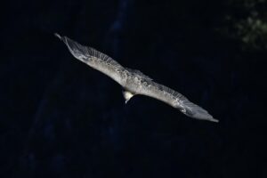 Virgin Atlantic Boosts London-Bengaluru Flights Amidst Soaring Demand